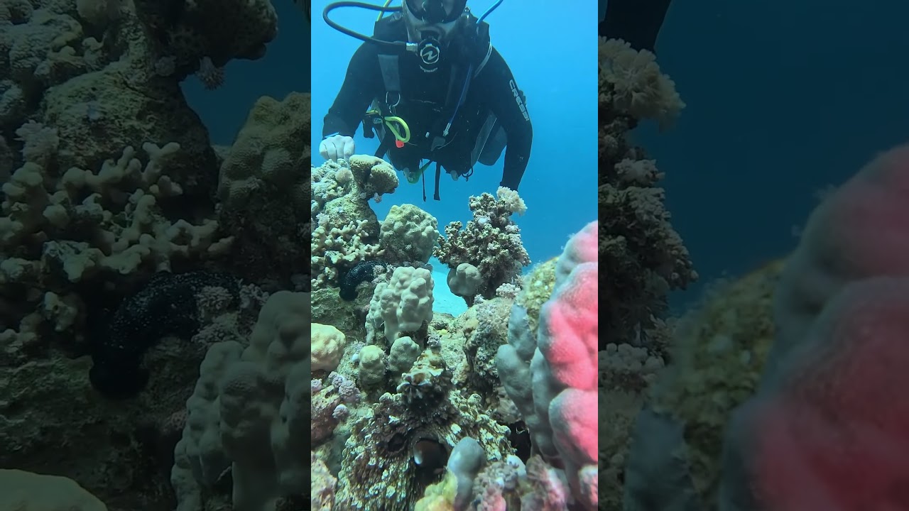 Octopus 🐙 Makadi bay Aquarius dive club hurghada 🐙😍🇪🇬