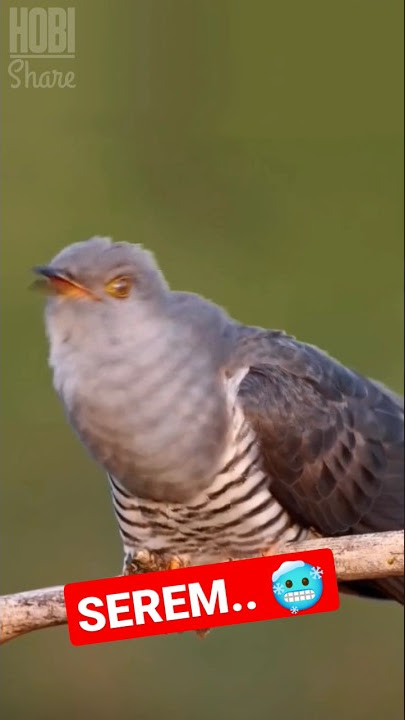 Awas Pengiring Kuntilanak! Suara Burung Langka Ini Akan Membuatmu Merinding di Malam Hari!