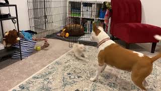 Video of adoptable pet named Shep a Poodle-Chihuahua mix puppy