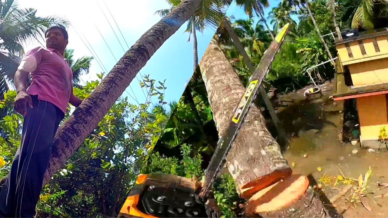 Fastest Simplest Coconut tree cutting / Chainsaw machine / Raja