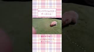 お米ハート　バキュームチーズくん【懐きすぎハムスター】ハムスター可愛い癒し #shorts