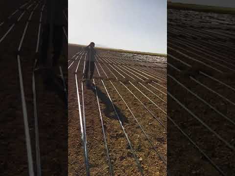 کاشت لوبیا با نوار تیپ قطره ای
