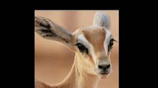 مرتضی اشرفی_عروس خوشگل ما چشمان آهو دارد