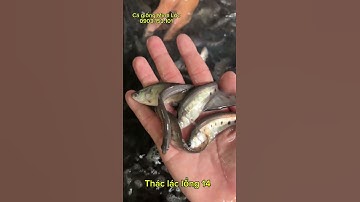 Cá thác lác giống - 0903153101 (Lộc, TPHCM)
