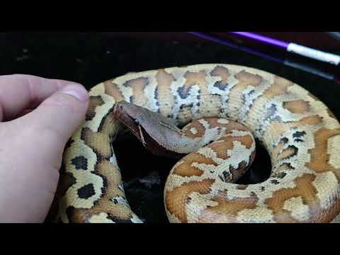 Blackeye matrix blood python