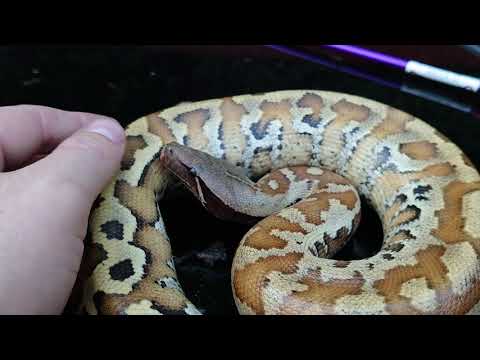 Blackeye matrix blood python.