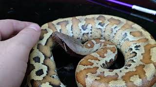 Celebrity Blackeye matrix blood python Profile