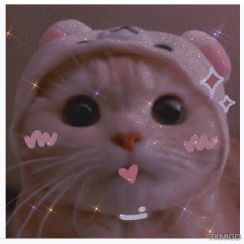 kitty pfp🐱🦋  Cat icon, Cute cats photos, Cat aesthetic