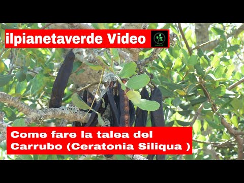 Video: Carruba che cresce in giardino - Informazioni e cura del carrubo