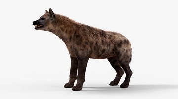 3d Hyena For production "Zbrush, Maya, Mari, XGen, Arnold, Vray"