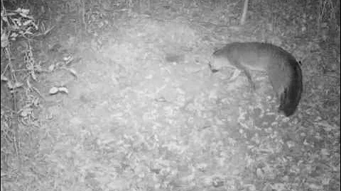 Gray fox working a mock dirt hole set