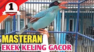 burung ekek keling gacor full isian