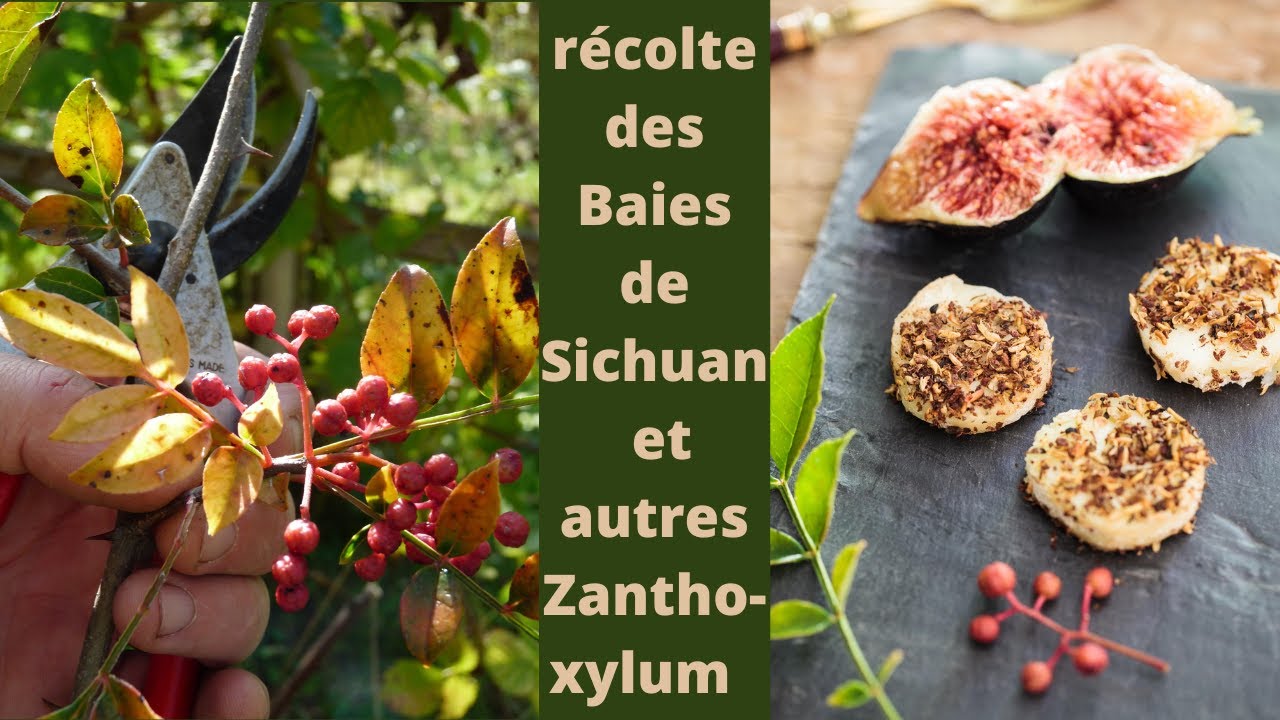 RECOLTE DES BAIES DE SICHUAN