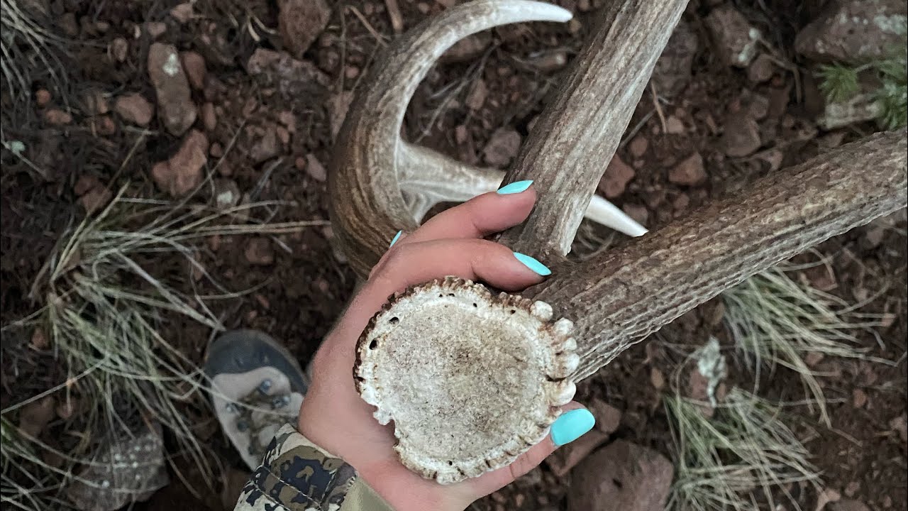 Shed Hunting New Mexico 2023 YouTube