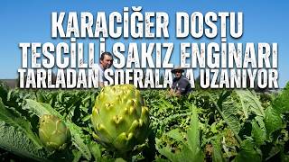 Urla'da sakız enginarının hasat mesaisi sürüyor screenshot 1