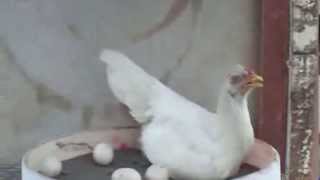 MAH CHICKEN IS ADOWBLE!!!!