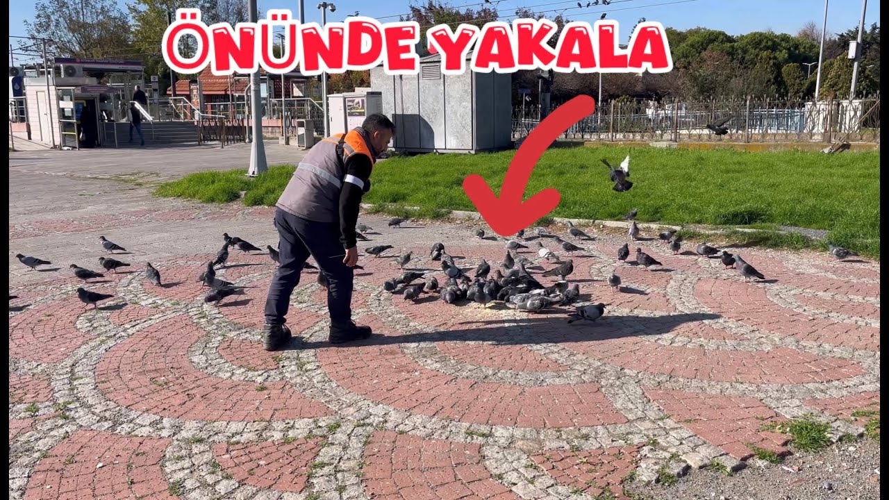 YABANİ GÜVERCİNLER ARASINDA KAÇAK SÜRÜSÜ ( YAKALA ÖNÜNDE )