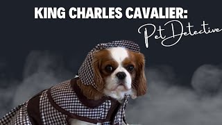 Trailer: King Charles Cavalier Pet Detective, Funny Dog Video