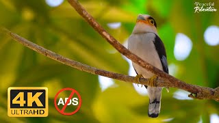 4K Relaxing Piano Music With Beautiful Bird Sounds for Sleeping, Meditation, Yoga, Study, Work