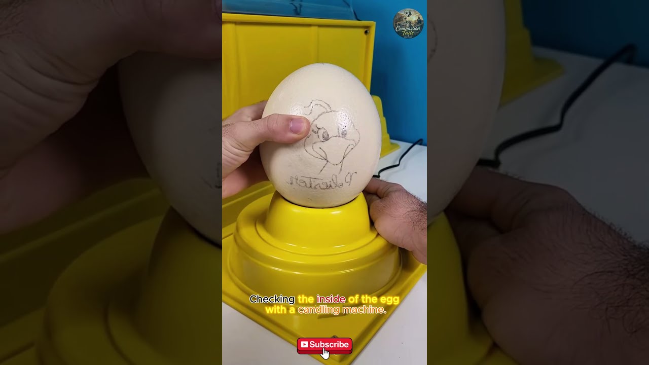 The ostrich egg is incubated by the girl using a heat lamp. #ostrich #birds