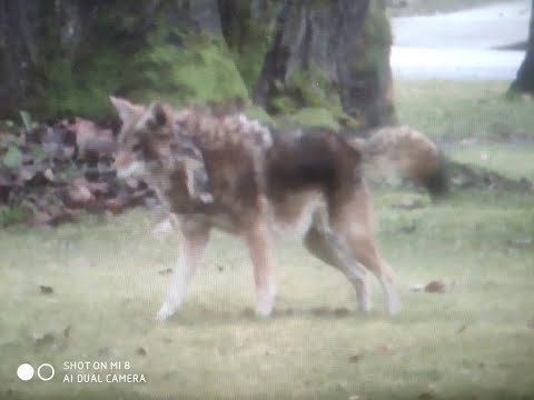 Big Urban Coyote