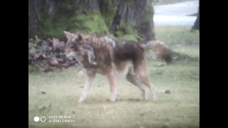 Big Urban Coyote Walks By Dog Walkers