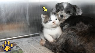 The Puppy Was Afraid to Let the Kitten Go, Because When He Let His Brothers Go, They Didn't Come Bac