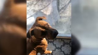 Pup Prances Like A Deer OMG 😍