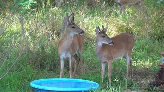 Dinner with Bambi the Whitetail Deer Fawn (day 9)