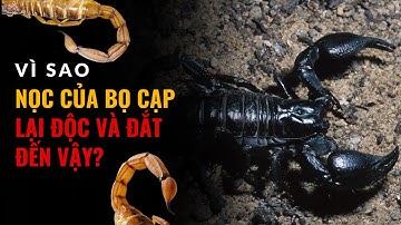 Vì sao nọc của bọ cạp lại độc và đắt đến như vậy? | Khám phá thế giới động vật muôn màu kỳ thú