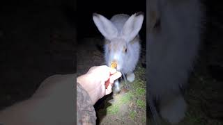 Жадная Милка, А Кнопе Радостно 🤔 #Домзайца #Bunny #Hare #Cute
