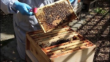 Inspecting top box of a double brood colony in spring