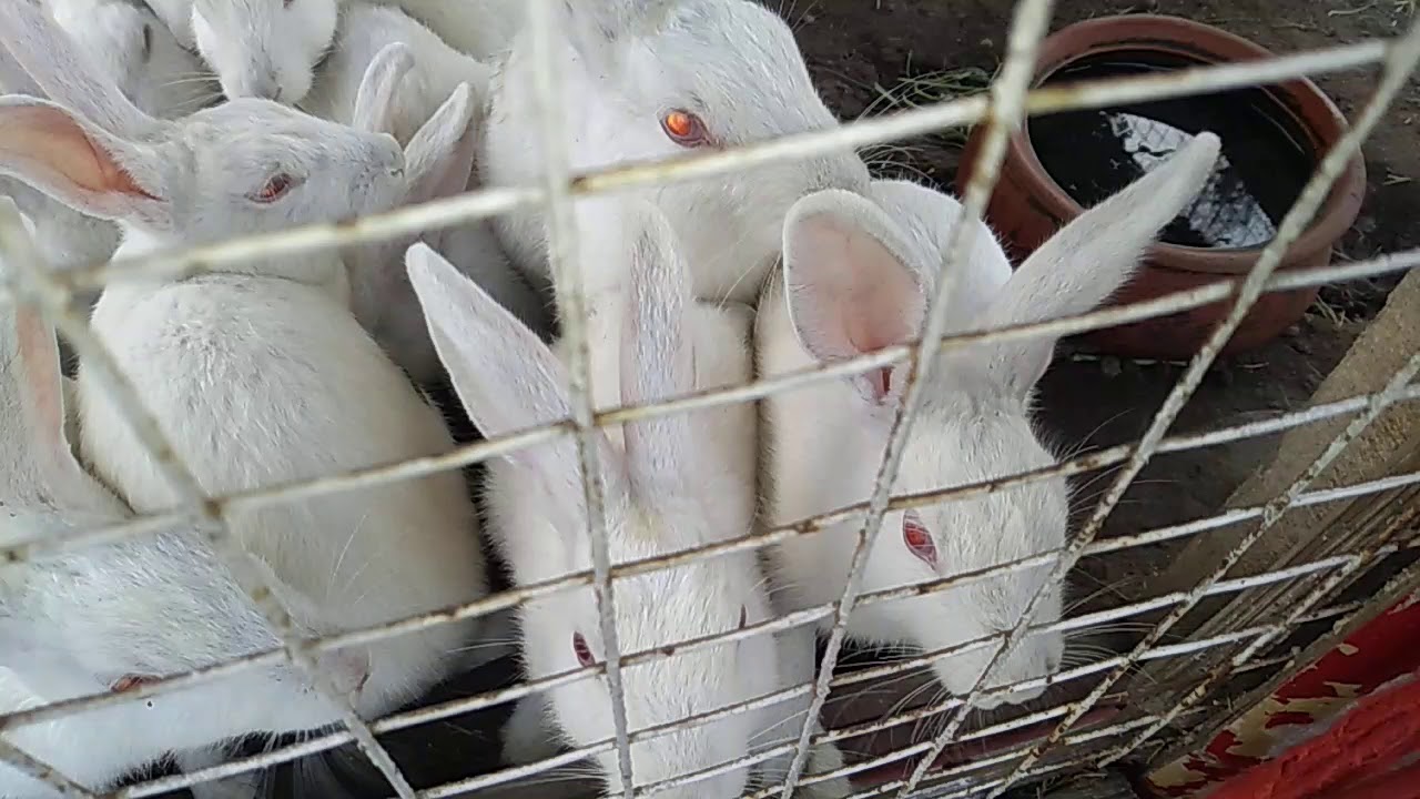 Rabbit 