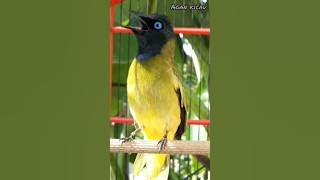 Kicau burung kutilang sutra #shorts