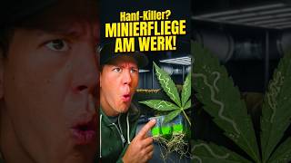 Outdoor Grow mit Fragezeichen? 😳