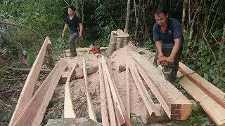 Husqvarna 570 VS stihl 250 orang sabah style