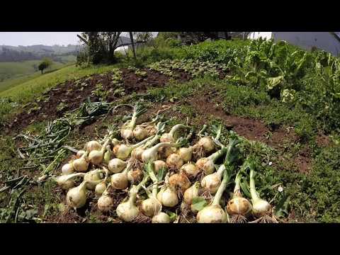 Video: Almacenamiento de cebollas del jardín: cómo conservar las cebollas durante el invierno