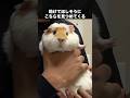 病院でめっちゃ頑張るモルモット #モルモット #モルモットの鳴き声 #動物