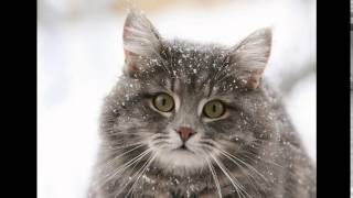 Корм сухой для кошек акана Корм сухой для кошек акана