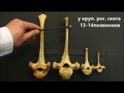 Видео: Деформация грудной кости у собак