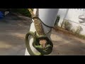Gecko vs. snake part 2