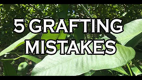 5 GRAFTING MISTAKES AND HOW TO AVOID THEM