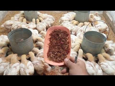اعملها مره كل يوم عل العلف من عمر 18يوم الفراخ البيضة زيادة وزن رهيب ومضاد حيوي ورافع مناعه والاسهال