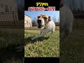 ジャックラッセルテリアの一日!朝からテンション爆発で草 www