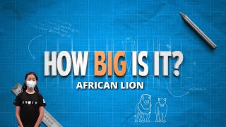 Download Lagu ESTV | How Big Is An African Lion? MP3