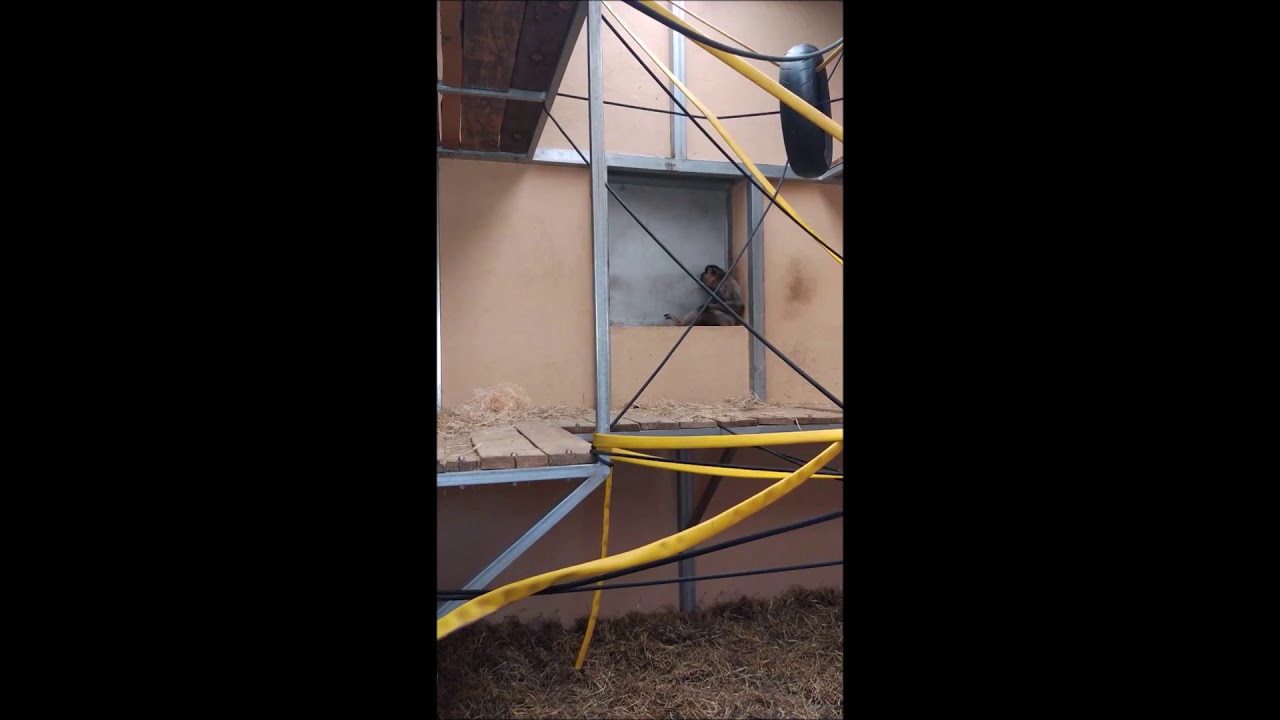 camera iphone 8 plus apk Ximene quiere salir a su jardín