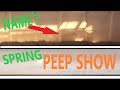 SPRING PEEP SHOW #shorts