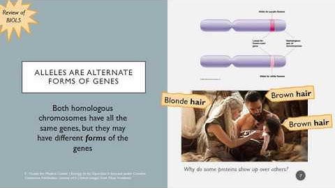 BIOL22: Patterns of Inheritance (Genetics)