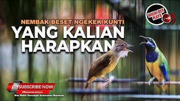 🔴Masteran Beset Nembak Full Kunti Materi Cucak Cungkok Gacor vs Cucak Jenggot Beset Speed