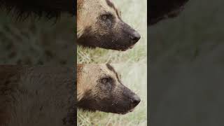 African Wild Dogs and Hyenas Battle it Out!